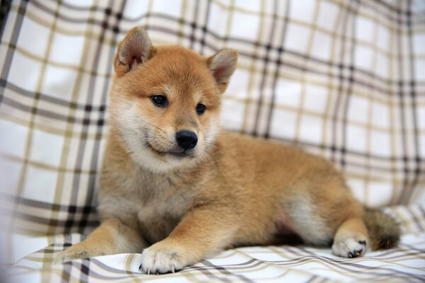 Shepherd puppy plaid in a cage