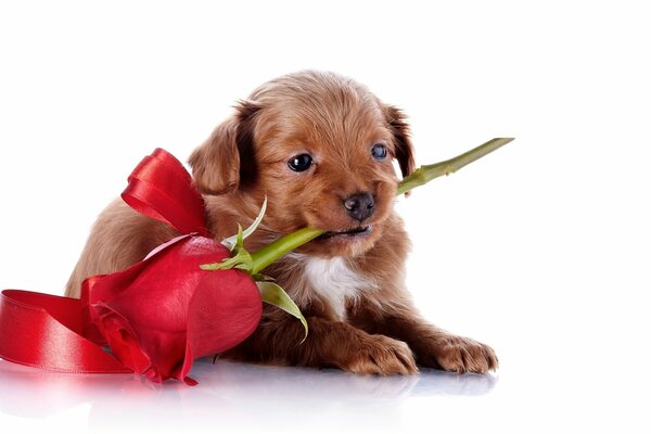 A puppy with a red rose is lying