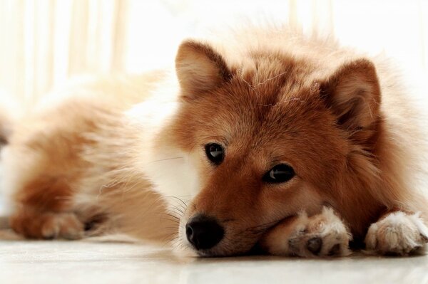 Rousse chien comme une chanterelle