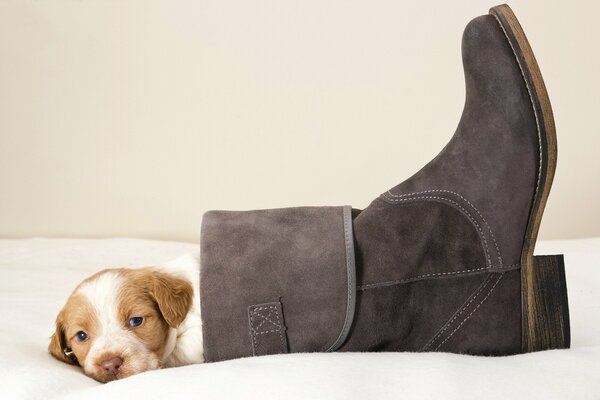 The puppy is resting in the mistress s shoe