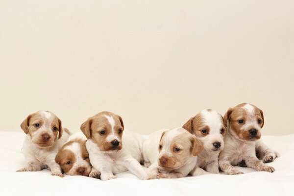 Chiots sur une couverture blanche sur fond beige