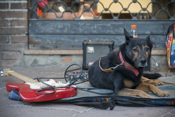 Pies siedzi przy gitarze na ulicy