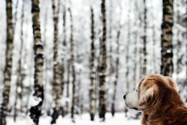 Duży brązowy pies patrzy na zimowy las