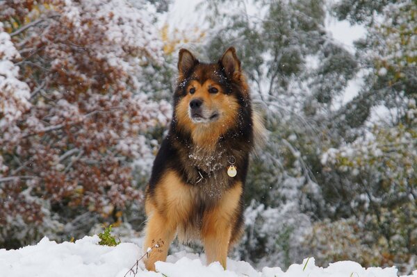 Hund mit Halsband auf dem Hintergrund des Winterwaldes