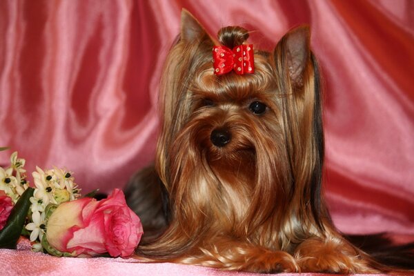 Bellissimo cagnolino con fiocco su sfondo rosa