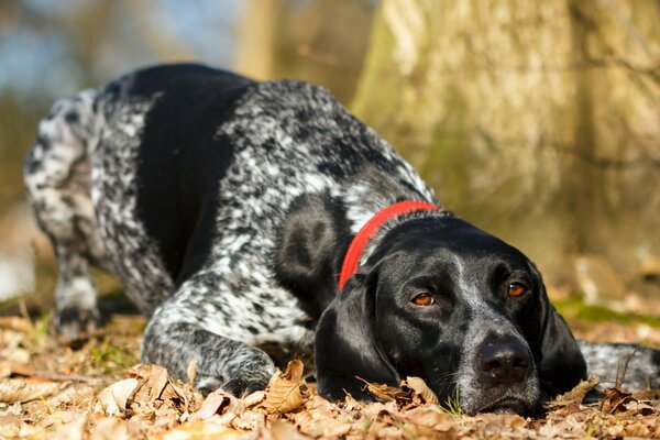 Cane su uno sfondo di foglie cadute