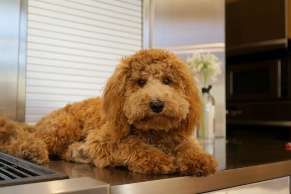 Cane marrone con uno sguardo gentile