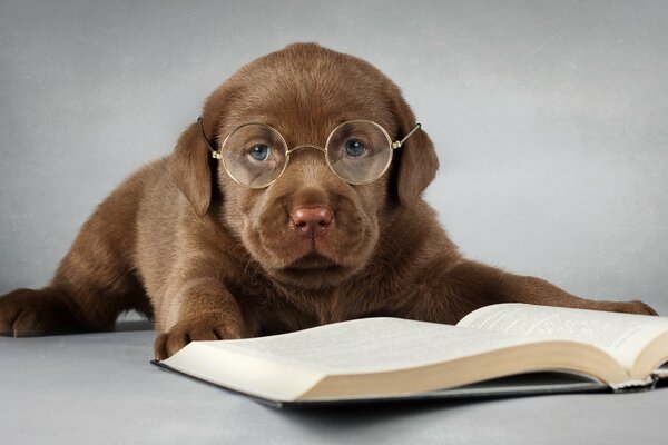 Intelligenter Labrador mit Brille beim Lesen eines Buches