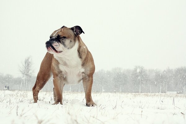 Harsh English bulldog in winter