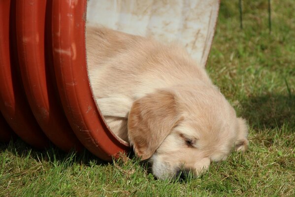 Sleeping golden retriever in his favorite toy