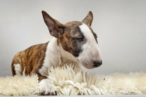 The bull terrier is the most beautiful breed of dog