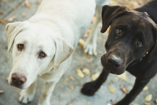 Due cagnolini, in bianco e nero