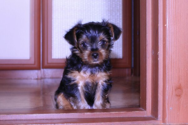 Petit chiot Shaggy assis près de la porte