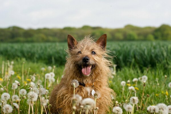 Field summer dandelions cheerful dog