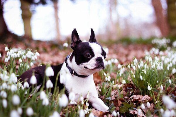 Ein süßer Hund unter den Schneeglöckchen. Frühlingsstimmung