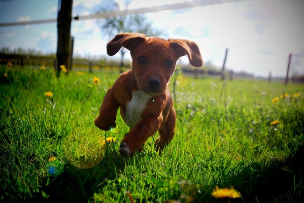 Cachorro corriendo por el césped bajo el sol