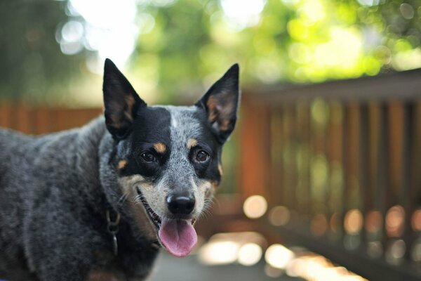 The dog looks into the camera with his tongue sticking out