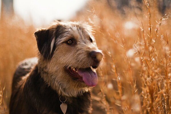 A dog in a field in summer looks into the distance