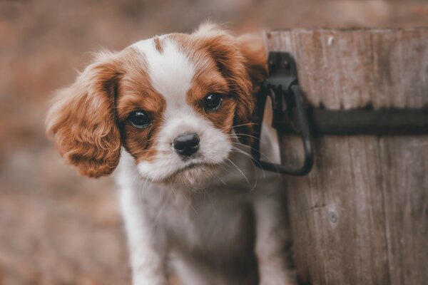 Der Hund neben dem Derkwian-Eimer