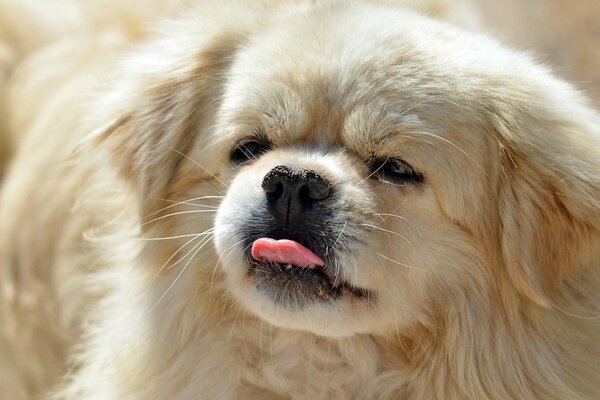 Perro con la mirada entrecerrada y la lengua sacada