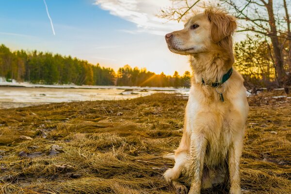 Golden retriever sitting on yellowed grass