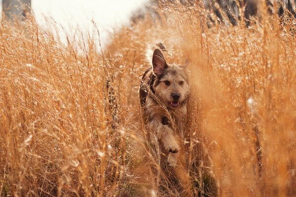 The best walk in summer