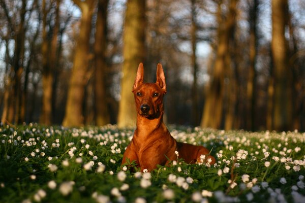 A beautiful dog in a flower meadow