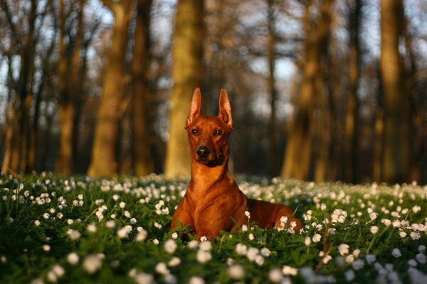 Bel cane su una radura di fiori