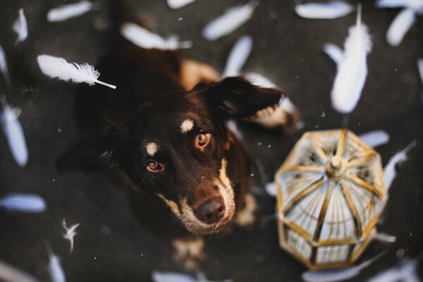 The look of a dog against the background of flying feathers