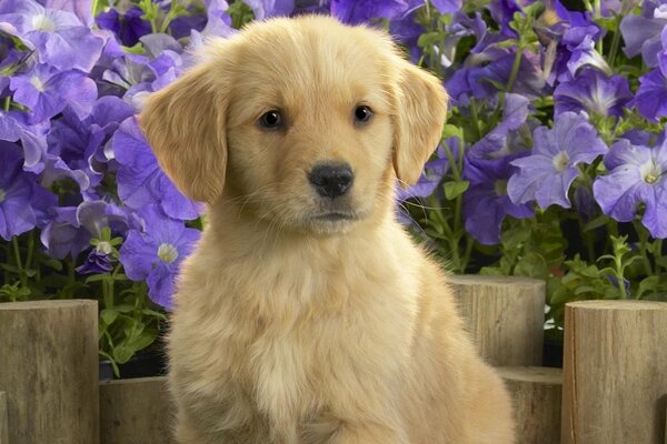 Labrador puppy in flowers