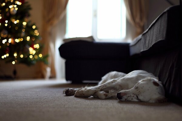 Tired dog fell asleep on the floor