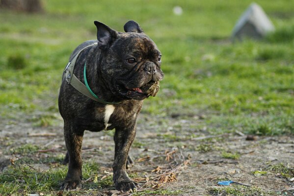 Chien pur-sang en été sur l herbe dans le jardin