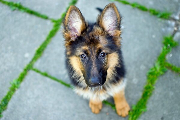 German Shepherd puppy, top view