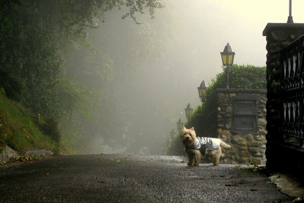 Perro en la carretera por la mañana brumosa