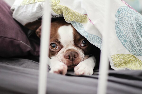 Petit chiot caché sous l oreiller