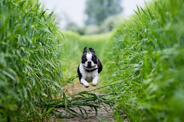 Una bella corsa di Boston Terrier su un campo e un sentiero