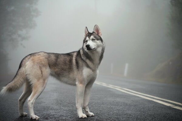 Beautiful Siberian husky on a foggy road