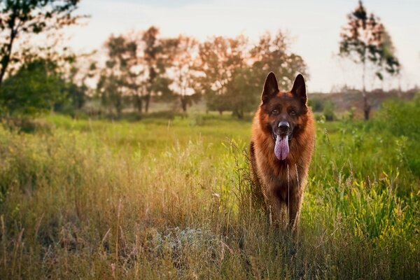 German Shepherd with his tongue out in the field