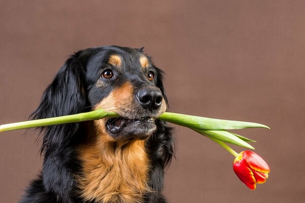 Perro lleva un tulipán rojo en sus dientes