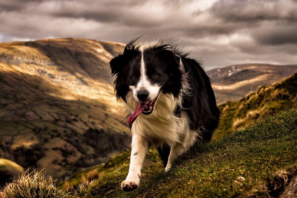 Le chien se précipite avec zèle dans les montagnes