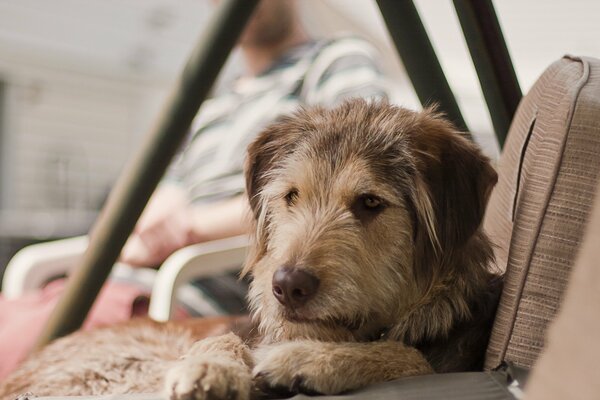 Le chien vit à la maison, et peut-être dans la rue