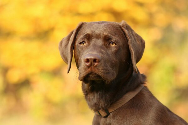 The head of a beautiful dog in a collar