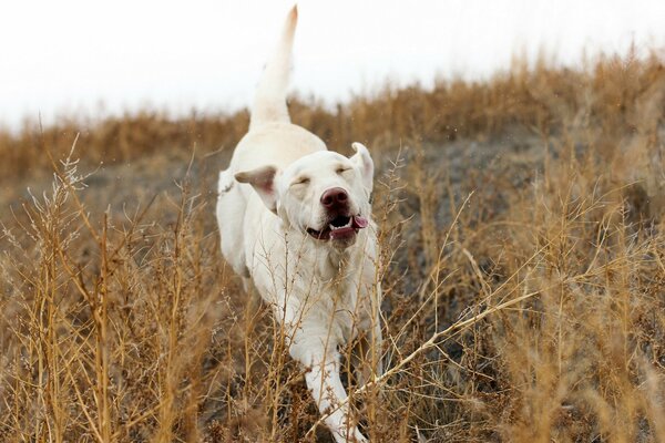 Der Hund trägt frei in der Natur zur Schau