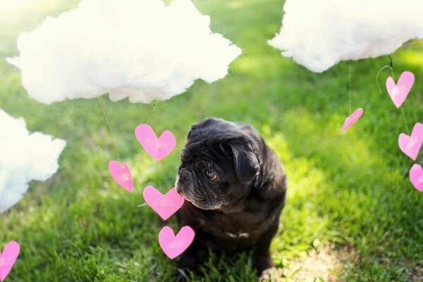 Pug sullo sfondo di nuvole e cuori