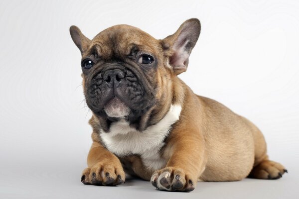 A little puppy with a curious look