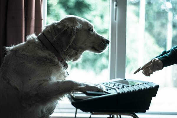 Un perro tocando un sintetizador. Perro músico