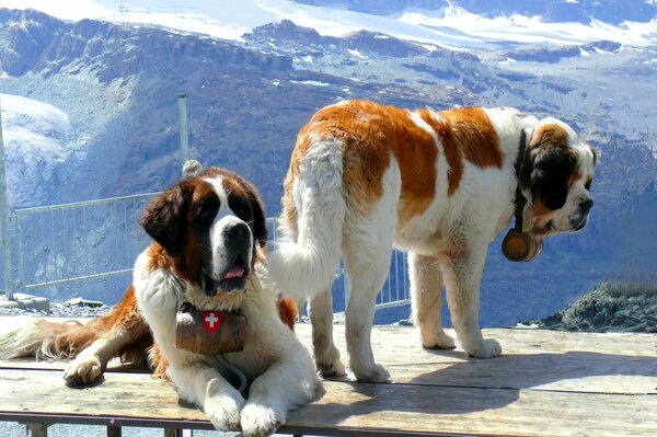 Zwei Serbernara vor dem Hintergrund der Berge