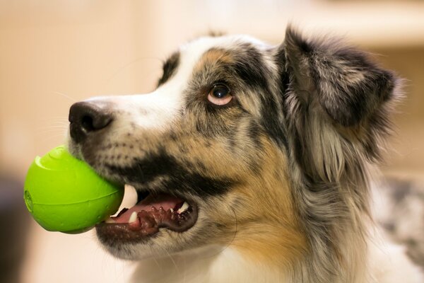 El perro Mira al dueño sosteniendo una pelota en sus dientes