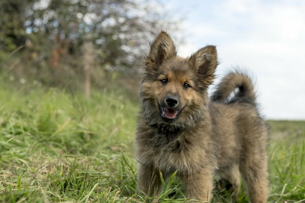 A small dog runs on the grass