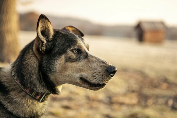 Der treue Hund, der in die Ferne schaut, ist ein Freund des Menschen